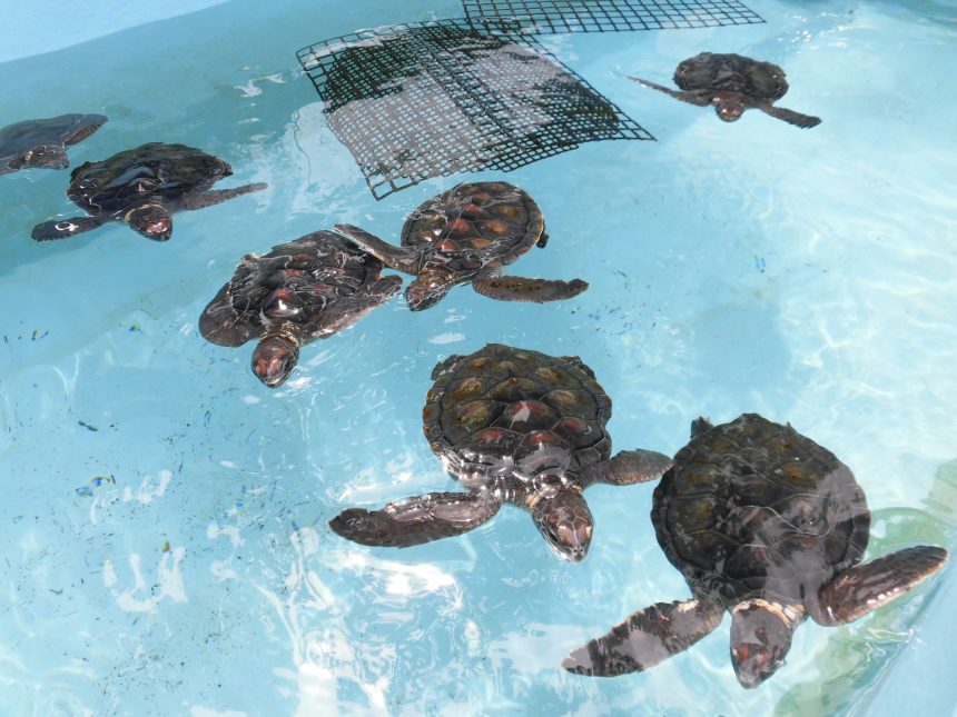 Tortues de mer au centre marin d'Ogasawara