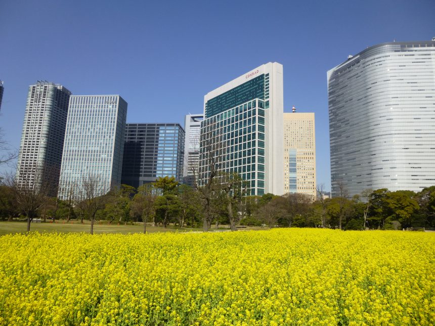 Fleurs de colza au jardin Hamarikyu