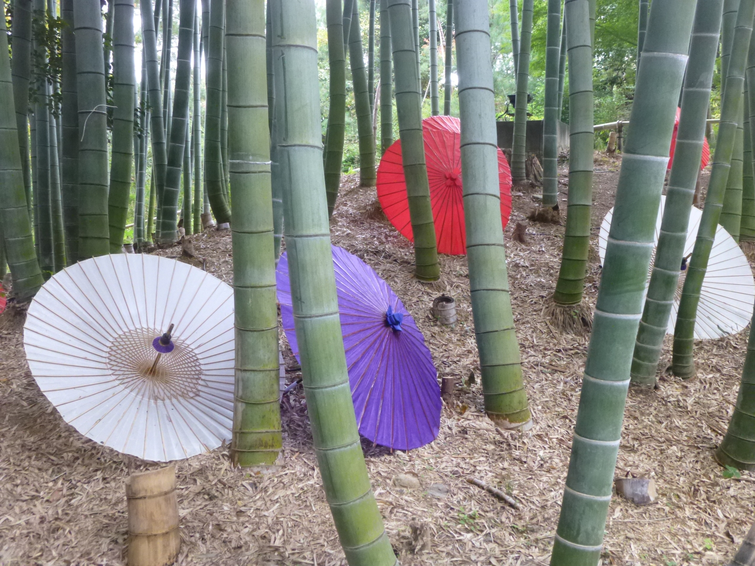 Kodaiji Temple, Kyoto