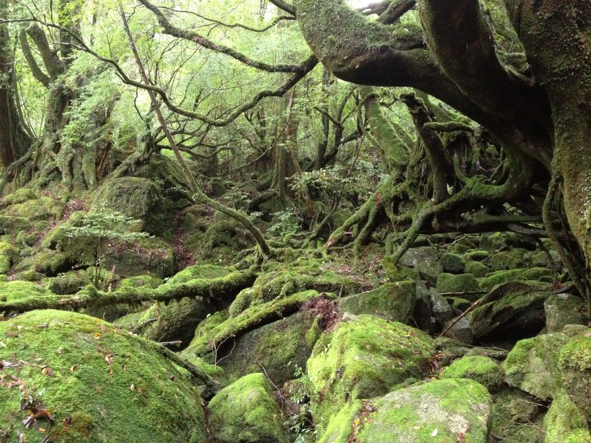 Yakushima