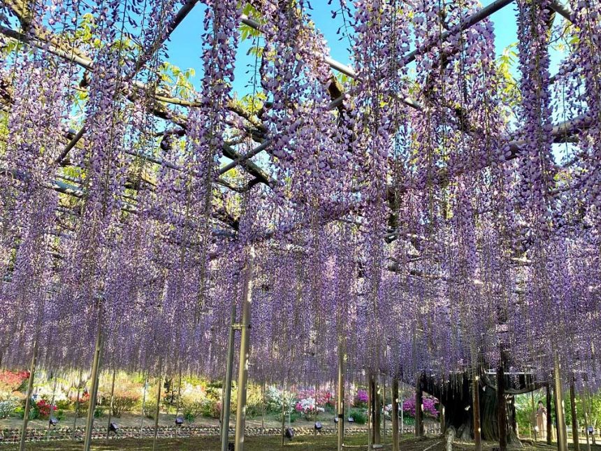 Parc floral d'Ashikaga, Tochigi