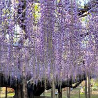 Le parc floral d’Ashikaga (Ashikaga Flower Park)