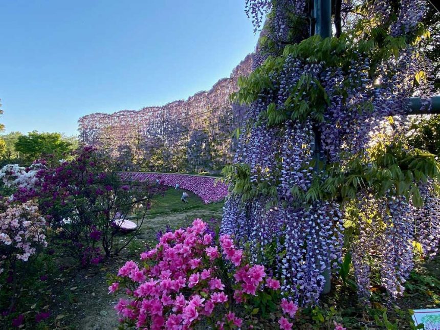 Parc floral d'Ashikaga, Tochigi