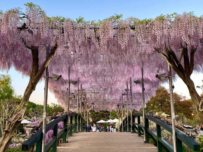 Parc floral d'Ashikaga, Tochigi