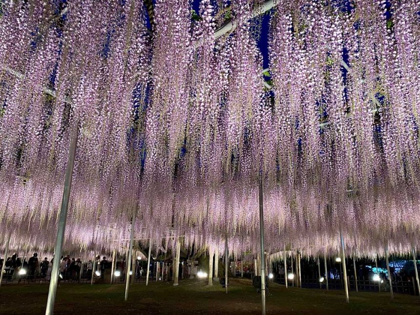 Parc floral d'Ashikaga, Tochigi