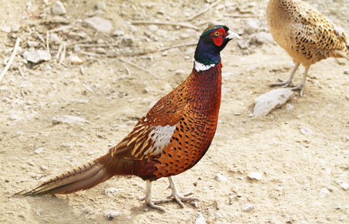 oiseau national du japon