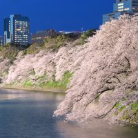 Hanami 花見 : contempler les fleurs de cerisier sakura