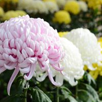 Fleur nationale du Japon :chrysanthème