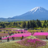 Festival Shibazakura du Mont Fuji