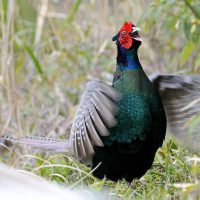 Oiseau national du Japon