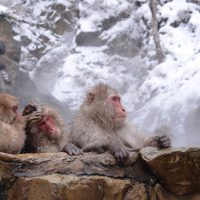 Singes des neiges de Yudanaka