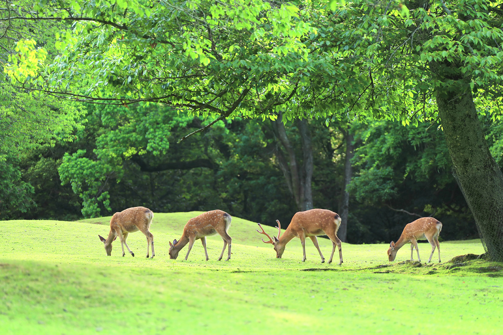 Nara Deer Park