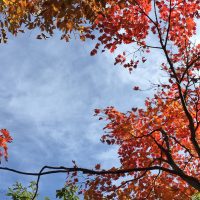 Automne au Japon