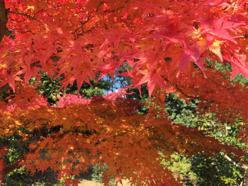 automne Kyoto