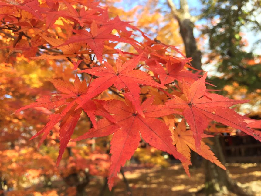 automne kyoto