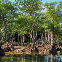 Île d’Iriomote