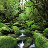 Yakushima