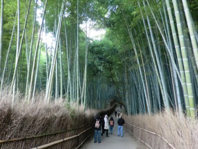 Bamboo forest in Arashiyama, Kyoto