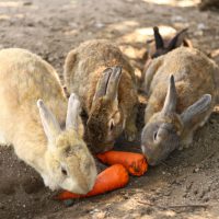 Île aux lapins Okunoshima