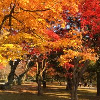 Feuilles d’automne