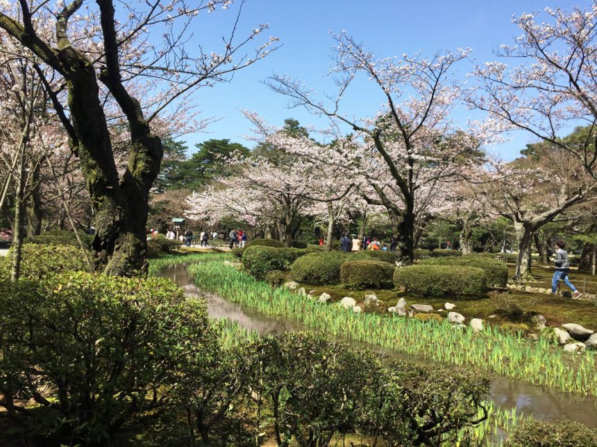 cerezo en Kanazawa