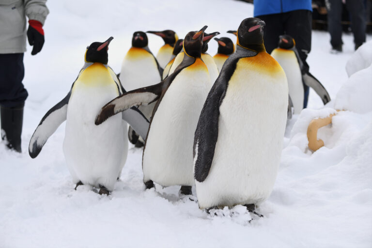 Zoo d'Asahikawa