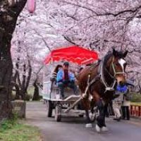 Japanese festival