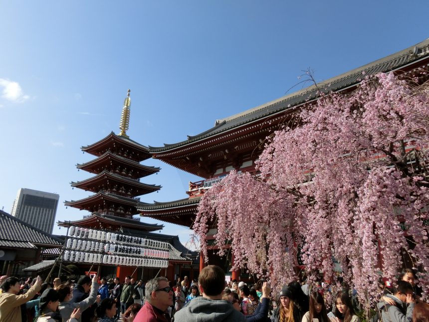 Sensoji Temple with cherry blossoms