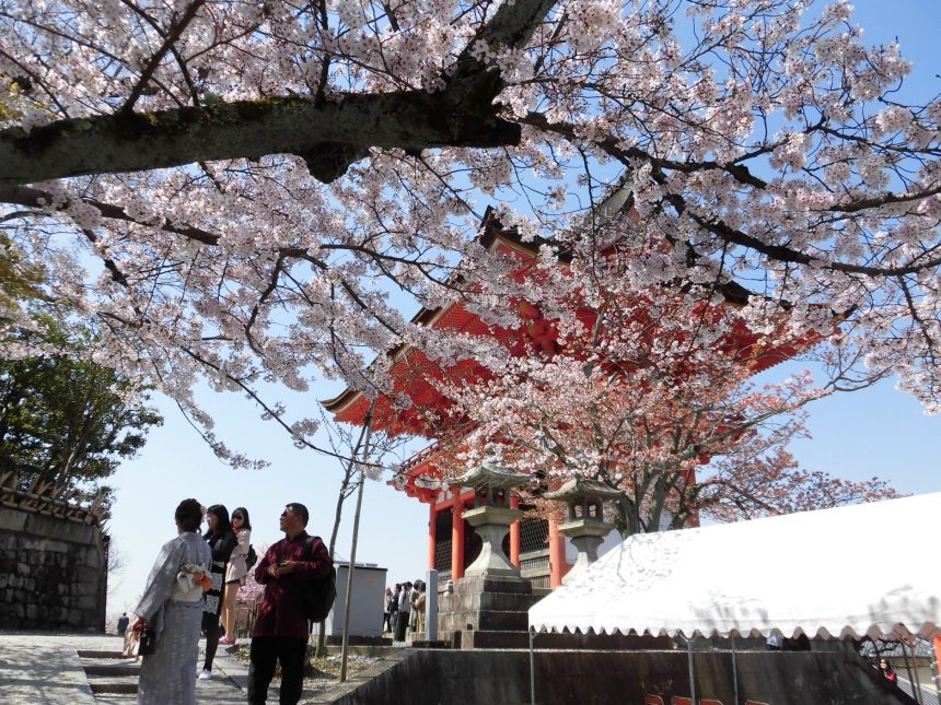 Hanami à Kyoto