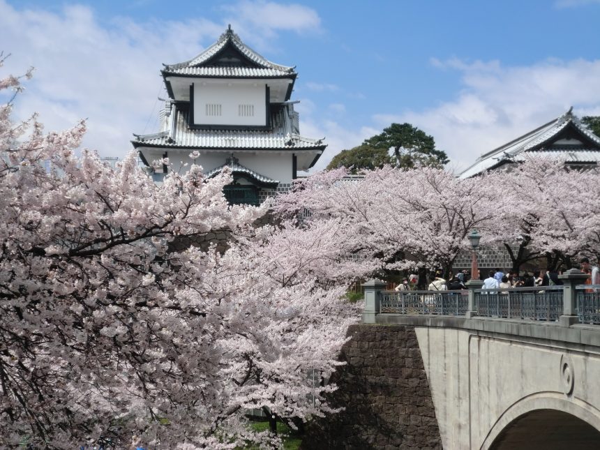 Château de Kanazawa avec cerisiers en fleurs