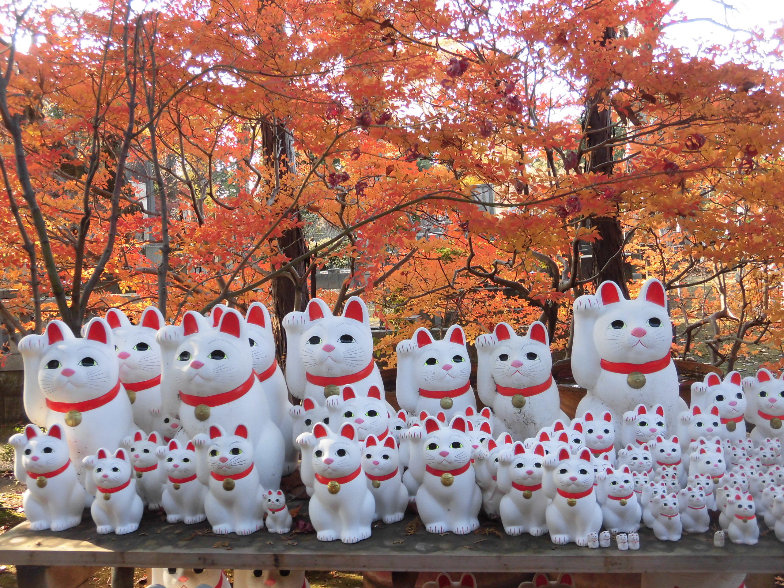 Manekineko, Gotokuji Temple