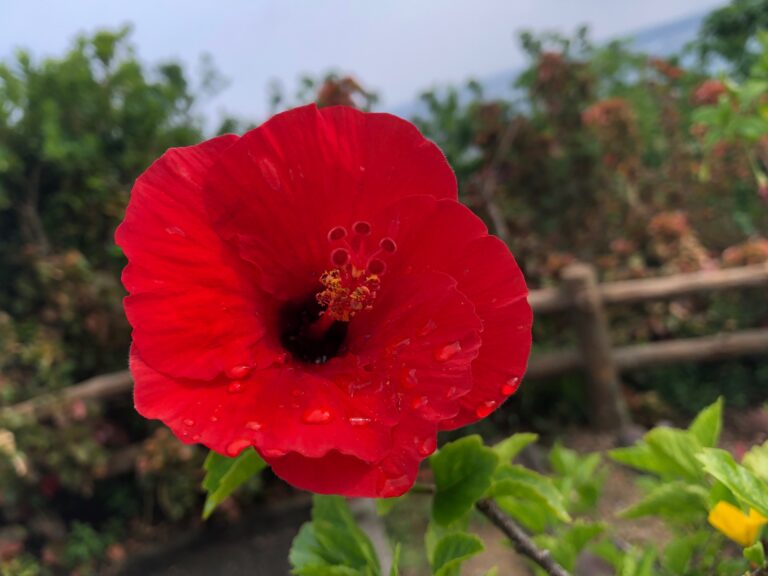 Hibiscus d'Ishigaki