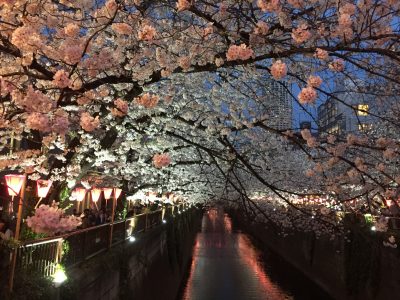 Tokyo Meguro Sakura