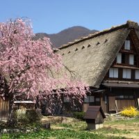 Shirakawago　白川郷