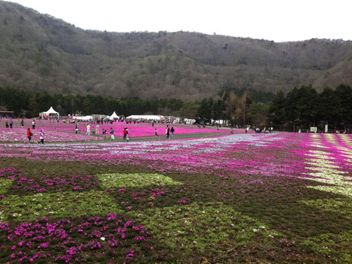 fuji shibazakura