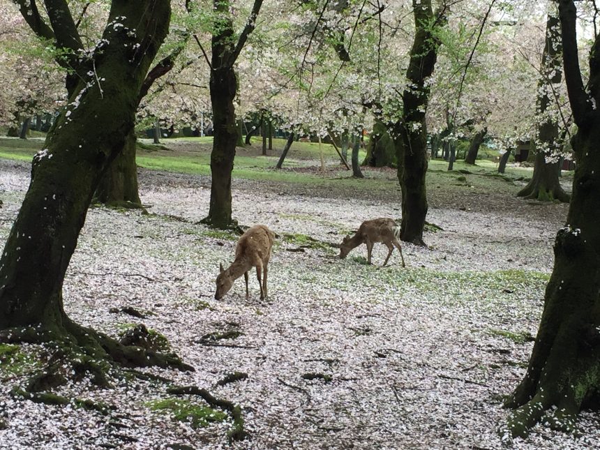 Parc Nara