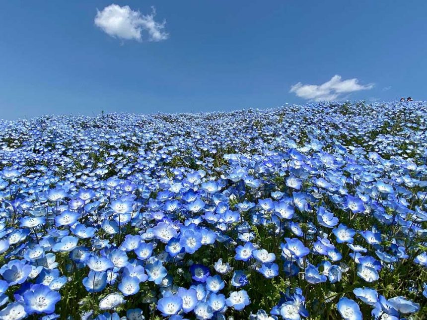 Hitachi Seaside Park, Ibaraki au printemps