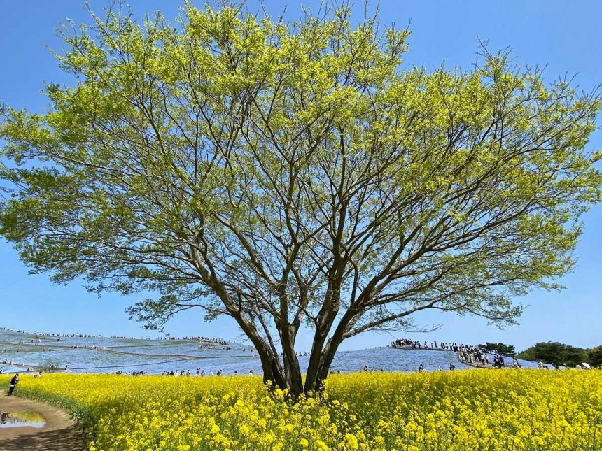 Hitachi seaside park Ibaraki