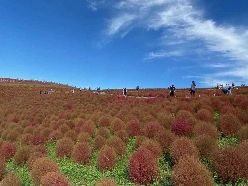 Hitachi Seaside Park en automne