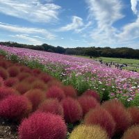 Hitachi Seaside Park ひたち海浜公園