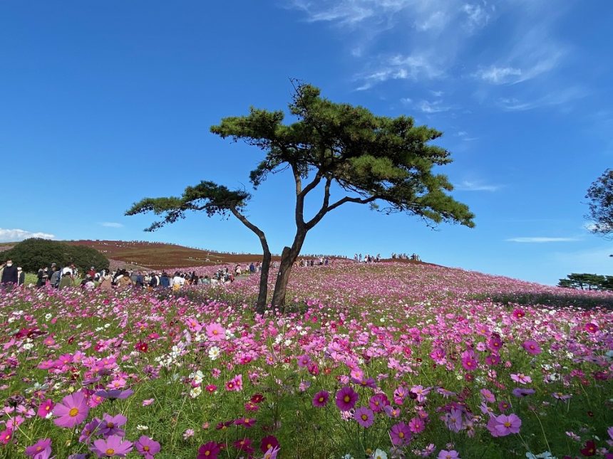 Hitachi Seaside Park en automne