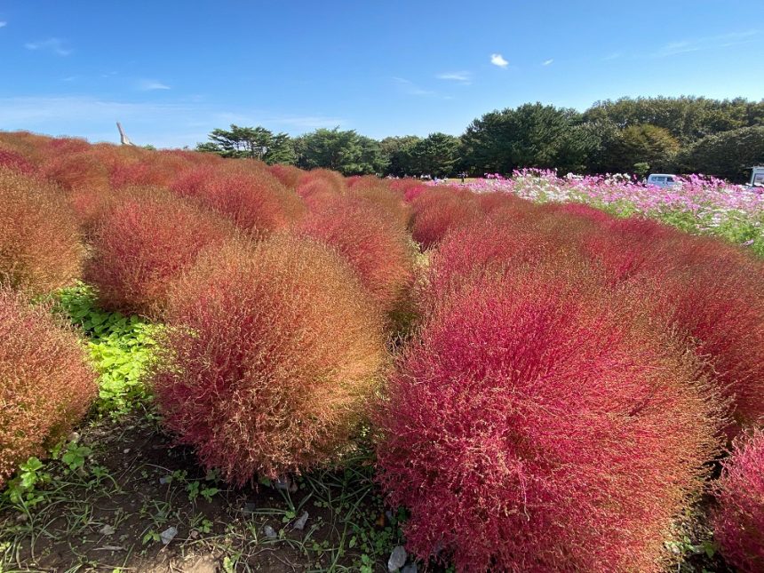 Hitachi Seaside Park en automne