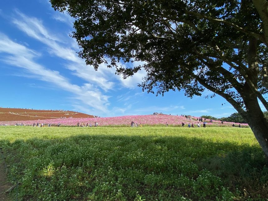 Hitachi Seaside Park en automne