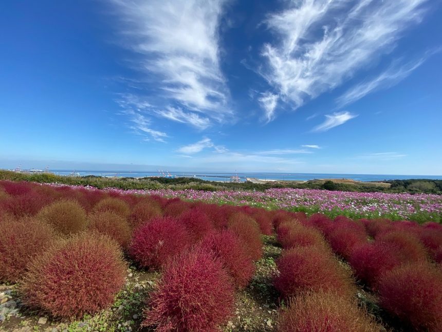 Hitachi Seaside Park en automne