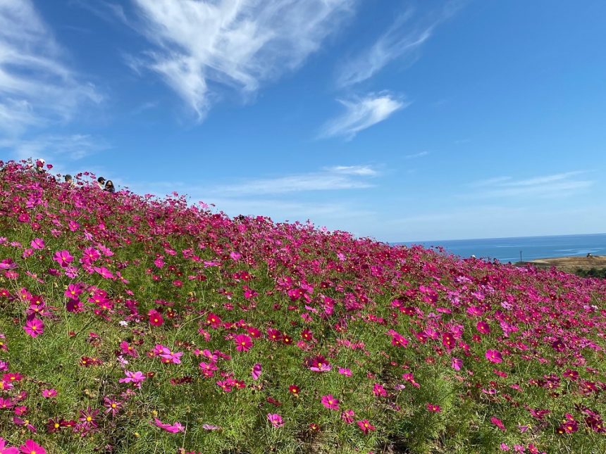 Hitachi Seaside Park en automne