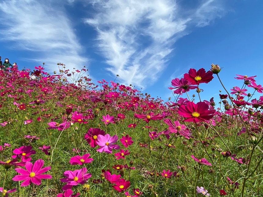 Hitachi Seaside Park en automne