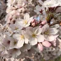 Les fleurs de cerisier Sakura, 桜