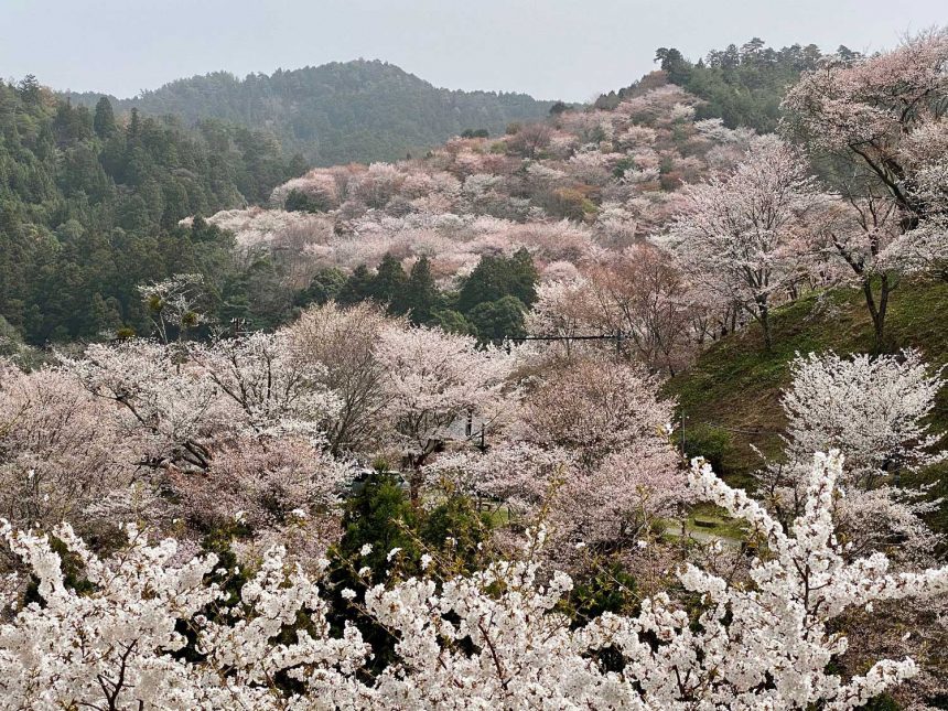 Yoshino Nara