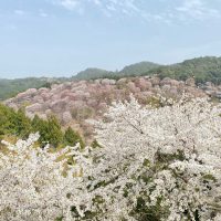 Le mont Yoshino 吉野山