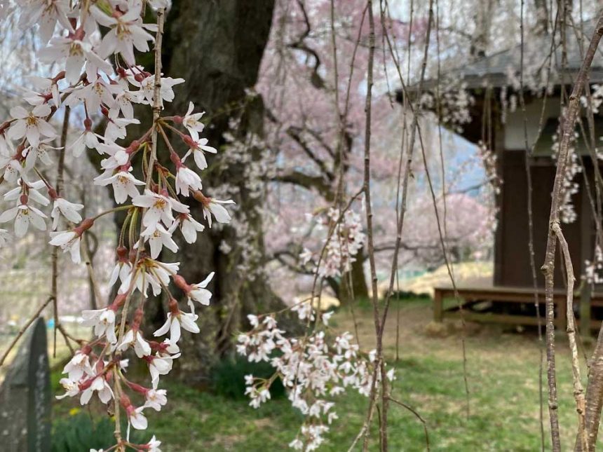 Le cerisier pleureur à côté du parc Takatojoshi-koen